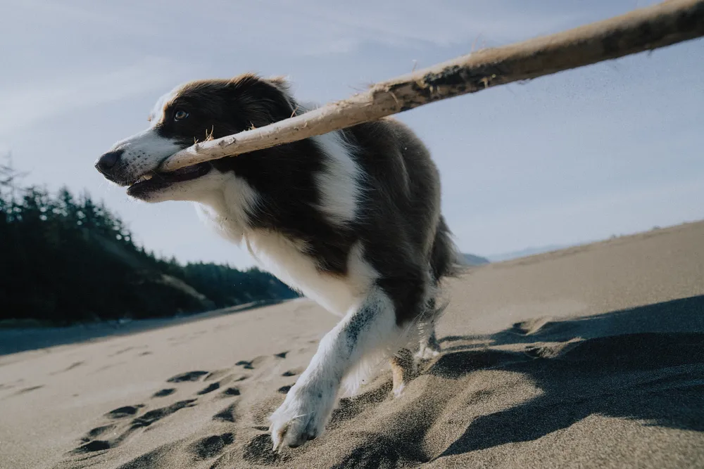 Which Bones Are Safe for Dogs in Canada | Orijen&trade;